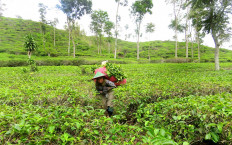 Land reform means more than free land certificates