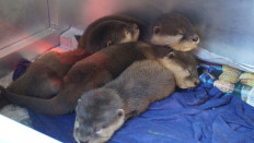 Russian nabbed after foiled attempt to smuggle protected otters from Bali