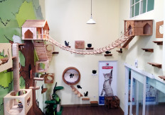 To bring or not to bring: Options for pet owners on vacation