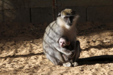 Monkey experiments offer clues on origin of language