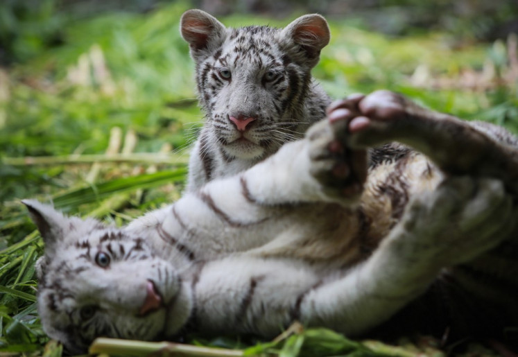 Rare White Tiger Cubs Come Out to Play