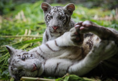 Halime, a female white tiger, and Osman, a male white tiger (Panthera tigris), of 5 months old and brought from Mexico are pictured resting at the National Zoo of Masaya, about 16 kilometer from Managua on May 27, 2019. 