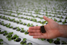 Comcrop CEO Peter Barber shows vegetable seedlings at his rooftop hydroponics farm at an industrial estate in Singapore on May 17, 2019.