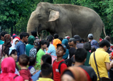 BKSDA Aceh probes death of young elephant found in oil palm plantation
