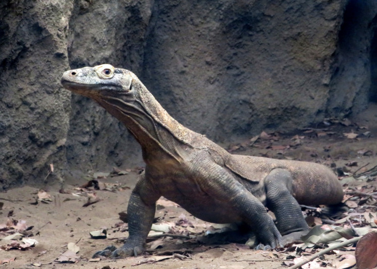 A Komodo dragon poses at the Batu Secret Zoo in Batu, East Java, on June 1.