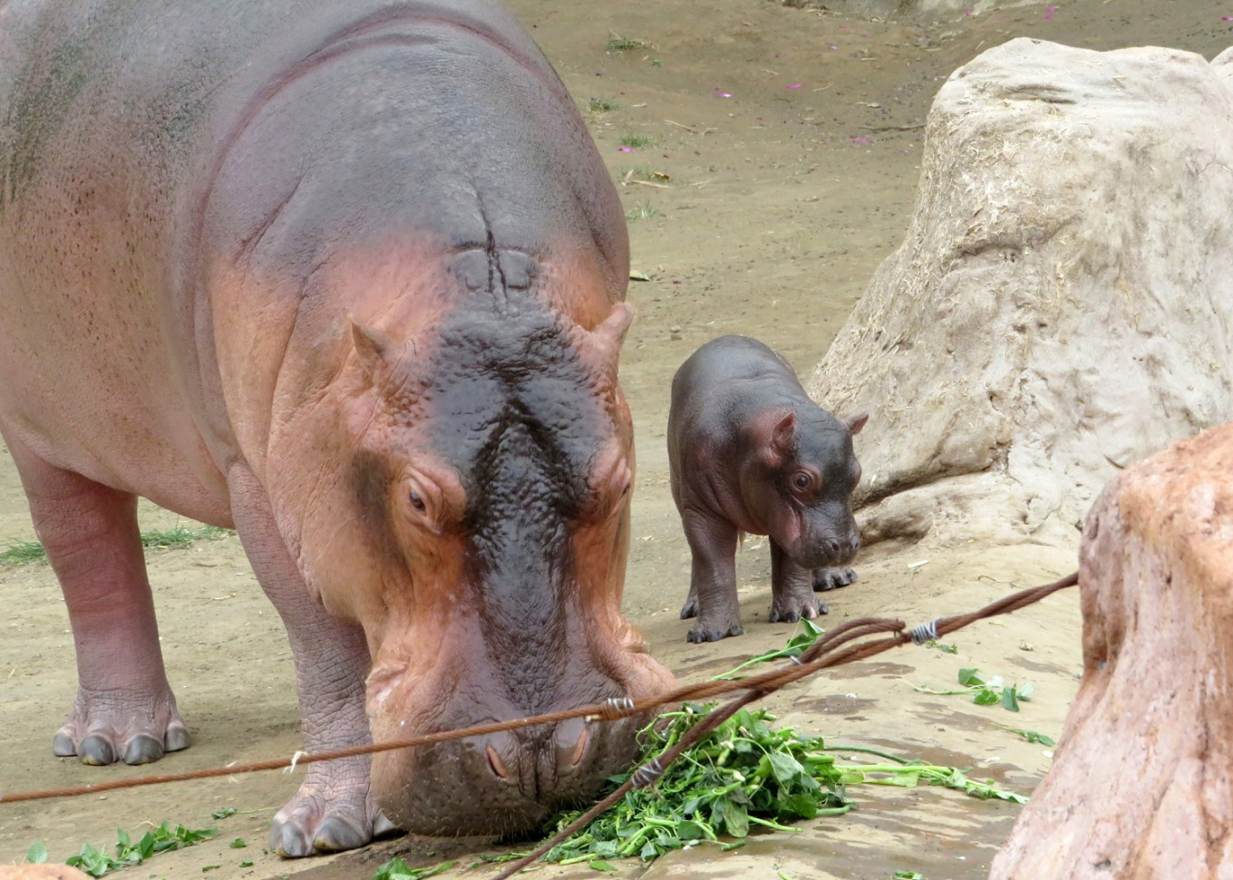 Batu Secret Zoo Welcomes Baby Hippo Environment The