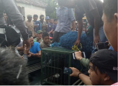 Endangered Javan leopard evacuated from West Java village