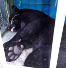 Evacuated Javan leopard still awaiting release into the wild