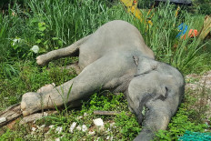Three elephants found poisoned in Malaysia