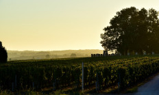 Grapevine timeline: DNA shows France's oldest grape varieties