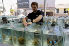Guilhem Banc-Prandi, French marine biologist working on a doctorate at the Interuniversity Institute for Marine Sciences, inspects corals in an aquarium in the southern Israeli resort city of Eilat on May 20, 2019. 