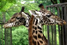 Two giraffes killed by lightning in Florida: Park