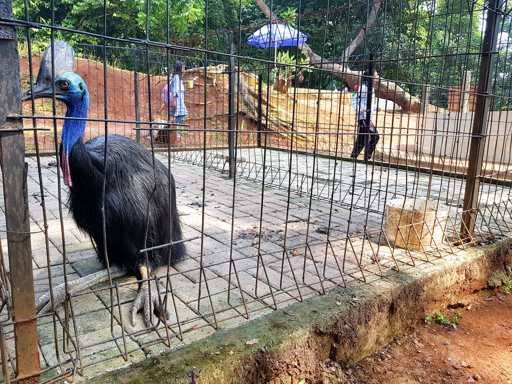 Mini zoo in spotlight after viral tweet City The Jakarta Post