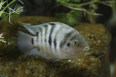 Lovelorn fish turn gloomy when separated: Study