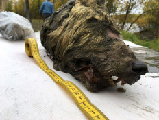 The head of an ancient wolf, which had been preserved in permafrost for over 40,000 years, is seen on the banks of the Tirekhtyakh river in the Republic of Sakha (Yakutia), Russia September 6, 2018. 