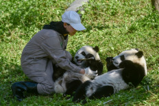 Happiness and Harmony: 'Big step forward' as twin pandas grow