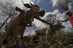 A handler directs two oxen as they pull teakwood with a plow.  JP/Sigit Pamungkas