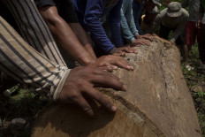 Villagers work together to push teak lumber. JP/Sigit Pamungkas