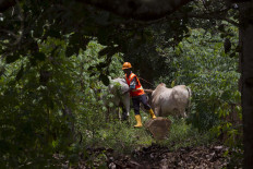 A plantation worker leads a pair of oxen hauling a large teakwood log. JP/Sigit Pamungkas