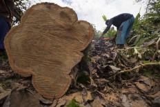 A villager helps cut up teakwood at the Blora forest. JP/Sigit Pamungkas