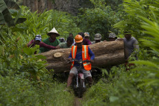Apart from using cows, villagers also use a motorcycle to load teakwood. JP/Sigit Pamungkas