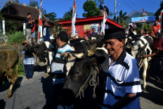 Boyolali villagers celebrate Idul Fitri with cows in tow