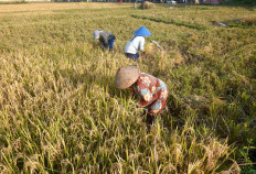  Indonesia needs to use more hybrid seeds too boost rice production: CIPS