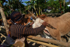 In Gunungkidul, villagers express gratitude for their livestock&nbsp;