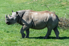 Rhino believed to be 'world's oldest' dies aged 57 in Tanzania