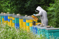 This file photo taken on June 19, 2018 French apiculturist Thomas Le Glatin inspects honey frames in Ploerdut, western France. Brittany is the only region in France where the honey harvest is not 'catastrophic', according to French beekeepers, who denounce disastrous climatic conditions.