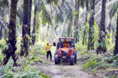 IPB world’s biggest contributor to palm oil research: Elsevier report