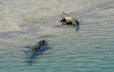 Crocs were once vegetarians, but it was just a phase
