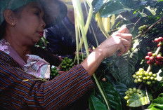 Blitar coffee factory welcomes harvest with 'manten kopi' ritual&nbsp;