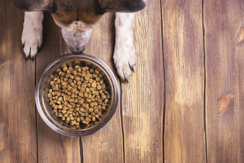 dog heart disease grain free food