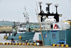 Japan under pressure over past hunting of endangered whales