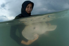 Thailand's orphaned baby dugong becomes conservation star