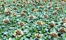 Asia’s turbulent times seen through artistic lens