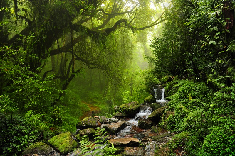 Deforestation decreases globally but remains alarming: Report