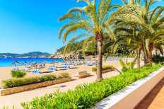 Palm trees on coastal promenade along sandy beach in Cala San Vicente bay on sunny summer day, Ibiza island, Spain