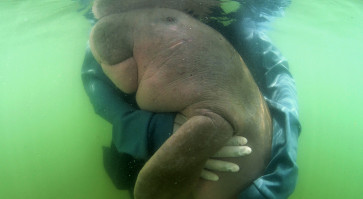 Mariam the stranded dugong becomes conservation star