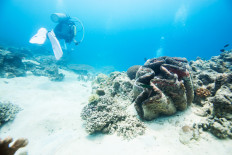 A diver swims around a giant clam.