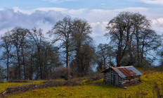 UNESCO adds Iranian forest to World Heritage List