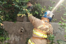 The multifaceted roles of Jakarta firefighters