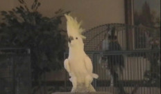 Birds just wanna have fun: Like humans, cockatoos love to dance