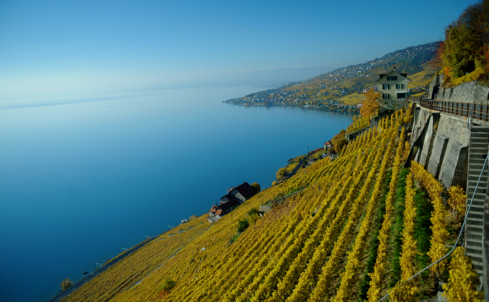 Fête des Vignerons, 'Vintage Lavaux' to celebrate Swiss wine in Vevey -  Food - The Jakarta Post