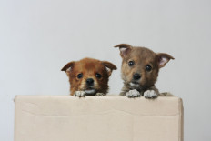  Seoul launches COVID-19 tests for pets 