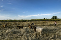 Feeling mehhh: Goats bleat to reveal their emotions to friends