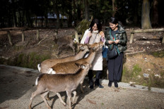 Nine deer dead in Japan after eating plastic: Wildlife group
