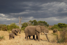 A herd of elephants is seen in the Singita Grumeti Game Reserve, Tanzania, on October 7, 2018. 