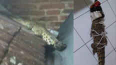   Mystery as crocodile lands on roof of Malang house
